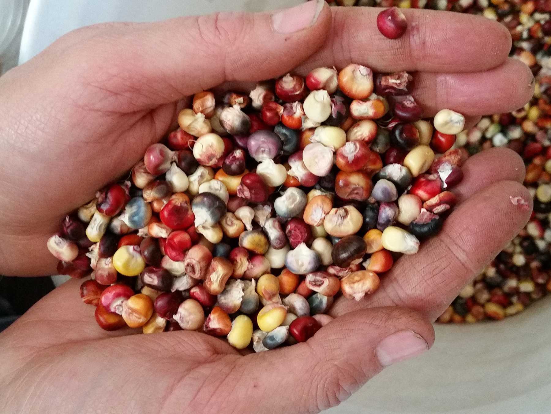 corn-seed-hands1800