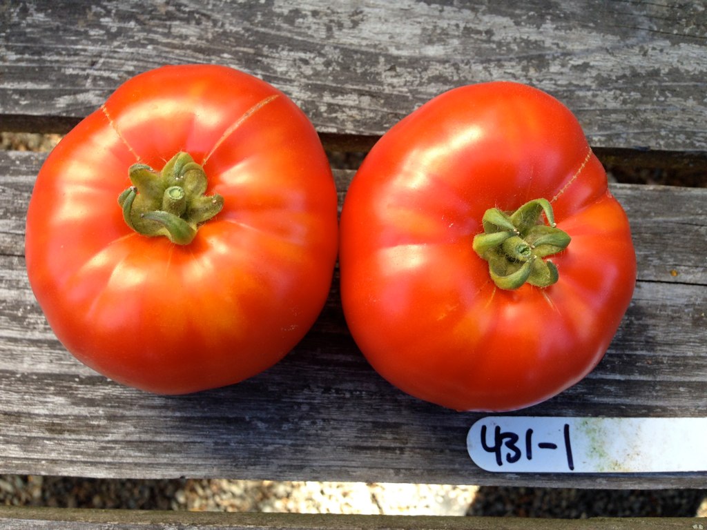 Here's a caption to explain these delicious tomatoes